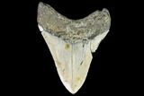 Fossil Megalodon Tooth - North Carolina #105012-2